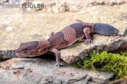 Afrikanischer Fettschwanzgecko, Hemitheconyx Caudicinctus -Zoofachgeschäft Afrikanischer Fettschwanzgecko Hemitheconyx caudicinctus neu 1