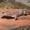 Afrikanischer Fettschwanzgecko, Hemitheconyx Caudicinctus -Zoofachgeschäft Afrikanischer Fettschwanzgecko Hemitheconyx caudicinctus neu 2