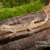 Afrikanischer Hausgecko, Hemidactylus Brookii -Zoofachgeschäft Afrikanischer Hausgecko Hemidactylus brookii neu