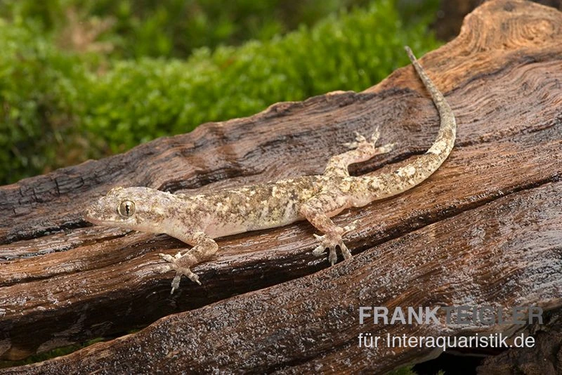 Afrikanischer Hausgecko, Hemidactylus brookii Afrikanischer Hausgecko, Hemidactylus Brookii -Zoofachgeschäft Afrikanischer Hausgecko Hemidactylus brookii neu