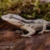 Afrikanischer Mauergecko, Tarentola Ephippiata -Zoofachgeschäft Afrikanischer Mauergecko Tarentola ephippiata 01