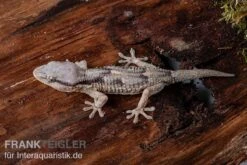 Afrikanischer Mauergecko, Tarentola Ephippiata -Zoofachgeschäft Afrikanischer Mauergecko Tarentola ephippiata 03