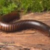 Afrikanischer Riesentausendfüßer, Archispirostreptus Gigas