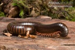 Afrikanischer Riesentausendfüßer, Archispirostreptus Gigas -Zoofachgeschäft Afrikanischer Riesentausendfuesser Archispirostreptus gigas 03