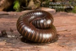 Afrikanischer Riesentausendfüßer, Archispirostreptus Gigas -Zoofachgeschäft Afrikanischer Riesentausendfuesser Archispirostreptus gigas 05