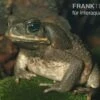 Agakröte, Bufo Marinus -Zoofachgeschäft Agakroete Bufo marinus 1
