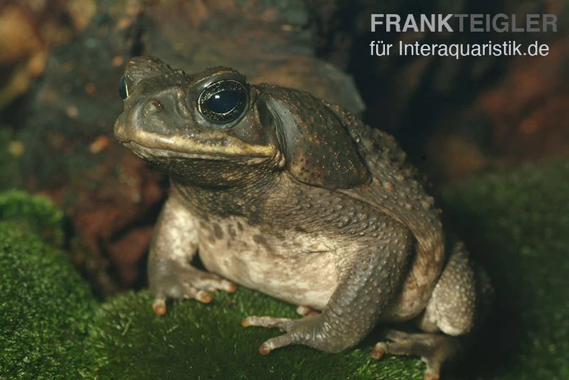 Agakröte, Bufo marinus Agakröte, Bufo Marinus -Zoofachgeschäft Agakroete Bufo marinus 1