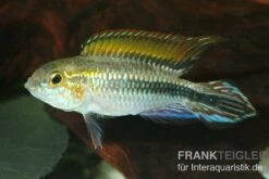 Agassiz-Zwergbuntbarsch, Apistogramma Agassizii, Wildform, Paarweise -Zoofachgeschäft Agassiz Zwergbuntbarsch Apistogramma agassizii