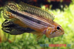 Agassiz-Zwergbuntbarsch, Apistogramma Agassizii TEFE (paarweise) -Zoofachgeschäft Agassiz Zwergbuntbarsch Apistogramma agassizii TEFE 2