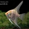 Albino Dantum Skalar, Pterophyllum Altum X Scalare -Zoofachgeschäft Albino Dantum Skalar Pterophyllum altum x scalare 1