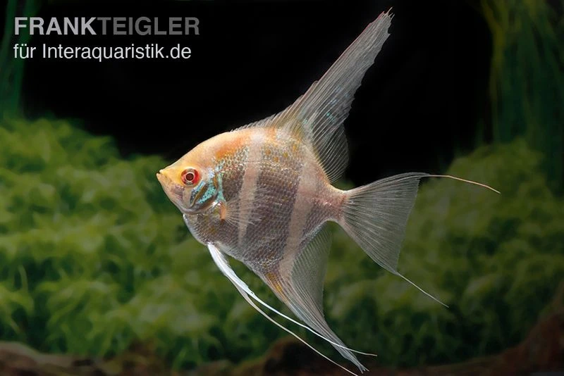 Albino Dantum Skalar, Pterophyllum altum x scalare Albino Dantum Skalar, Pterophyllum Altum X Scalare -Zoofachgeschäft Albino Dantum Skalar Pterophyllum altum x scalare 1