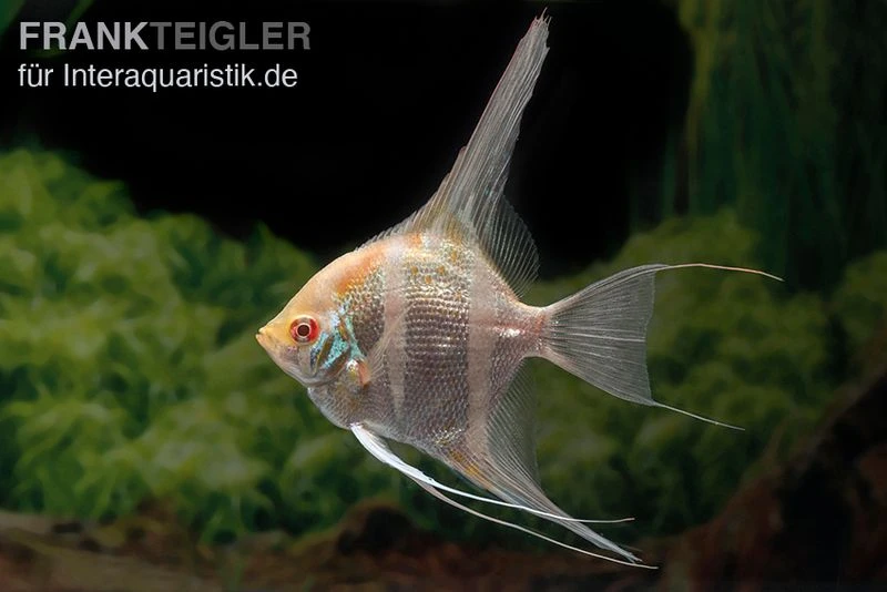 Albino Dantum Skalar, Pterophyllum altum x scalare Albino Dantum Skalar, Pterophyllum Altum X Scalare -Zoofachgeschäft Albino Dantum Skalar Pterophyllum altum x scalare 2