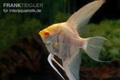 Albino-Goldmarmor-Skalar, Pterophyllum Scalare -Zoofachgeschäft Albino Goldmarmor Skalar Pterophyllum scalare 2