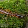 Schwarzkopf-Fähnchenskolopendra, Alipes Multicostis -Zoofachgeschäft Alipes multicostis Schwarzkopf Faehnchenskolopendra Alipes multicostis 3