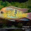 Alto-Sinu-Erdfresser, Geophagus Sp. Alto Sinu -Zoofachgeschäft Alto Sinu Erdfresser Geophagus sp Alto Sinu 01