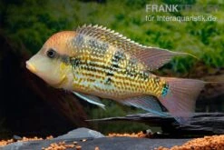 Alto-Sinu-Erdfresser, Geophagus Sp. Alto Sinu -Zoofachgeschäft Alto Sinu Erdfresser Geophagus sp Alto Sinu 02
