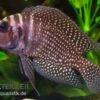 Schwarzer Perl-Nanderbuntbarsch, Altolamprologus Calvus Black Pearl F1 2 Schwarzer Perl-Nanderbuntbarsch, Altolamprologus Calvus Black Pearl F1 -Zoofachgeschäft Altolamprologus calvus Black pearl