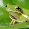 Amerikanischer Laubfrosch, Hyla Cinerea 1 Amerikanischer Laubfrosch, Hyla Cinerea -Zoofachgeschäft Amerikanischer Laubfrosch Hyla cinerea 1
