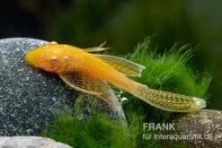 Goldener Schleier-Antennenwels, Ancistrus Sp. Long Fin "Gold-Schleier" -Zoofachgeschäft Ancistrus spec Gold Schleier