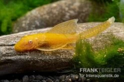 Goldener Schleier-Antennenwels, Ancistrus Sp. Long Fin "Gold-Schleier" -Zoofachgeschäft Ancistrus spec Gold Schleier 4