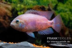 Angostura-Buntbarsch, Paratheraps Breidohri -Zoofachgeschäft Angostura Buntbarsch Paratheraps breidohri 02