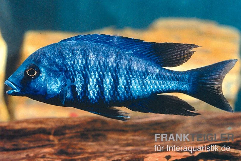 Annectens-Buntbarsch, Protomelas annectens Annectens-Buntbarsch, Protomelas Annectens -Zoofachgeschäft Annectens Buntbarsch Protomelas annectens