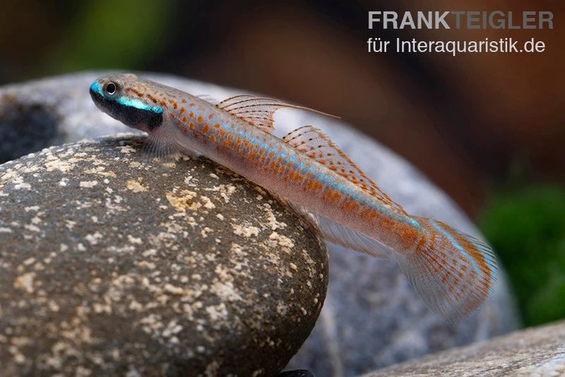 Annieae-Grundel, Stiphodon annieae, 1 Paar Annieae-Grundel, Stiphodon Annieae, 1 Paar -Zoofachgeschäft Annieae Grundel Stiphodon annieae 1