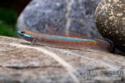 Annieae-Grundel, Stiphodon Annieae, 1 Paar 3 Annieae-Grundel, Stiphodon Annieae, 1 Paar -Zoofachgeschäft Annieae Grundel Stiphodon annieae 2