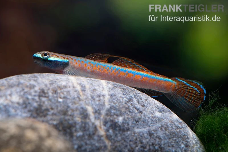 Annieae-Grundel, Stiphodon annieae, 1 Paar Annieae-Grundel, Stiphodon Annieae, 1 Paar -Zoofachgeschäft Annieae Grundel Stiphodon annieae 3