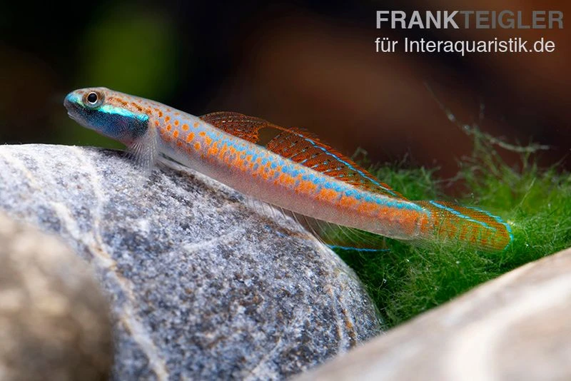 Annieae-Grundel, Stiphodon annieae, 1 Paar Annieae-Grundel, Stiphodon Annieae, 1 Paar -Zoofachgeschäft Annieae Grundel Stiphodon annieae 4