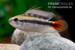 Apistogramma Rio Marmore, Apistogramma Erythrura, 1 Paar -Zoofachgeschäft Apistogramma Rio Marmore Apistogramma erythrura 2