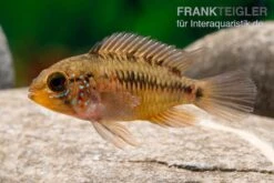 Apistogramma Rio Marmore, Apistogramma Erythrura, 1 Paar -Zoofachgeschäft Apistogramma Rio Marmore Apistogramma erythrura 3