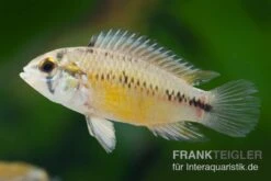 Opal-Apistogramma, Apistogramma Borelli "Opal", Paarweise -Zoofachgeschäft Apistogramma borelli Opal Weibchen