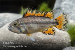 Kakaduzwergbuntbarsch Doppelrot, Apistogramma Cacatuoides, Paarweise -Zoofachgeschäft Apistogramma cacatuoides super red 4