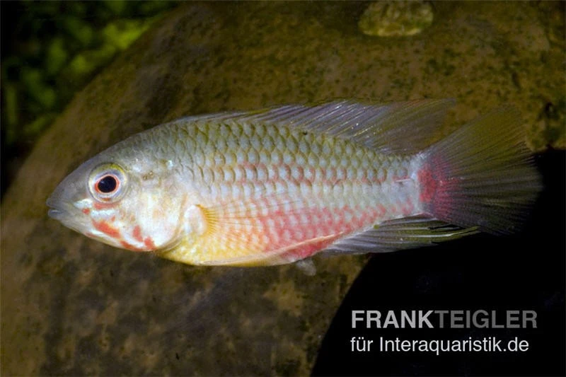 Rotstrich-Zwergbuntbarsch, Apistogramma hongsloi, paarweise Rotstrich-Zwergbuntbarsch, Apistogramma Hongsloi, Paarweise -Zoofachgeschäft Apistogramma hongsloi Rotstrich Zwergbuntbarsch