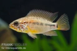 Villavicencio-Buntbarsch, Apistogramma Macmasteri, Paarweise -Zoofachgeschäft Apistogramma macmasteri 3