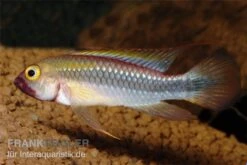 Wilhelmi Zwergbuntbarsch, Apistogramma Sp. Wilhelmi -Zoofachgeschäft Apistogramma sp Wilhelmi