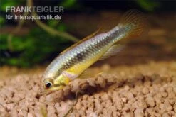 Wilhelmi Zwergbuntbarsch, Apistogramma Sp. Wilhelmi -Zoofachgeschäft Apistogramma sp Wilhelmi wilhelms Zwergbuntbarsch