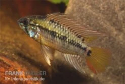 Schwarzkehl-Zwergbuntbarsch, Apistogramma Viejita, Paarweise -Zoofachgeschäft Apistogramma viejita Schwarzkehl Zwergbuntbarsch