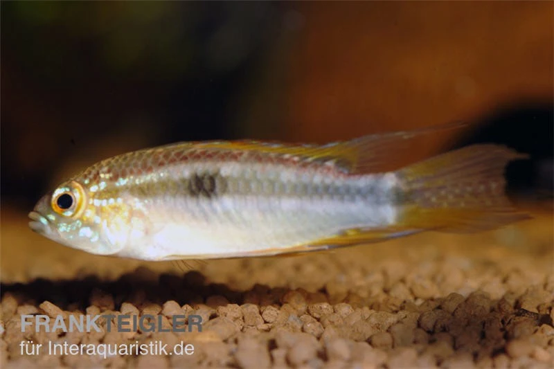 Pucallpa-Zwergbuntbarsch, Apistogrammoides pucallpaensis Pucallpa-Zwergbuntbarsch, Apistogrammoides Pucallpaensis -Zoofachgeschäft Apistogrammoides pucallpaensis Pucallpa Zwergbuntba