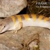 Apothekerskink, Scincus Scincus 2 Apothekerskink, Scincus Scincus -Zoofachgeschäft Apothekerskink Scincus scincus 1
