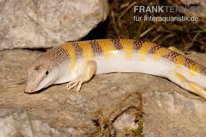 Apothekerskink, Scincus scincus Apothekerskink, Scincus Scincus -Zoofachgeschäft Apothekerskink Scincus scincus 1