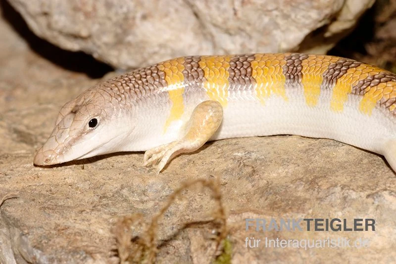 Apothekerskink, Scincus scincus Apothekerskink, Scincus Scincus -Zoofachgeschäft Apothekerskink Scincus scincus 2