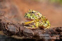 Argentinischer Schmuckhornfrosch (grün), Ceratophrys Ornata -Zoofachgeschäft Argentinischer Schmuckhornfrosch gruen Ceratophrys ornata 3