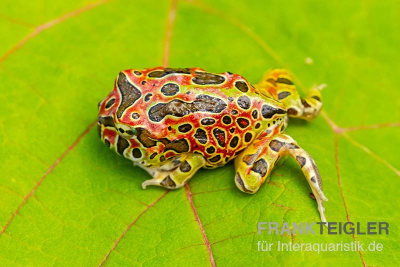 Argentinischer Schmuckhornfrosch (rot), Ceratophrys ornata Argentinischer Schmuckhornfrosch (rot), Ceratophrys Ornata -Zoofachgeschäft Argentinischer Schmuckhornfrosch rot Ceratophrys ornata 3
