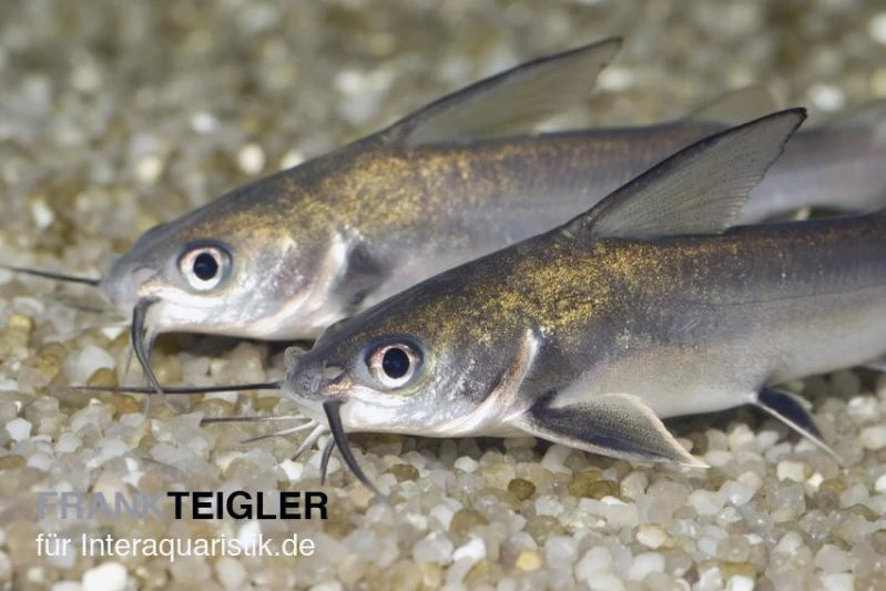 Mini-Hai, Arius jordani Mini-Hai, Arius Jordani -Zoofachgeschäft Arius jordani