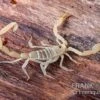 Arizona Bark Scorpion, Centruroides Sculpturatus -Zoofachgeschäft Arizona Bark Scorpion Centruroides sculpturatus 1