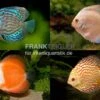 3 X Diskusfisch ASIA-NZ Im Mix, Symphysodon Discus, S 5-6 Cm -Zoofachgeschäft Asia Discus Bundle 2