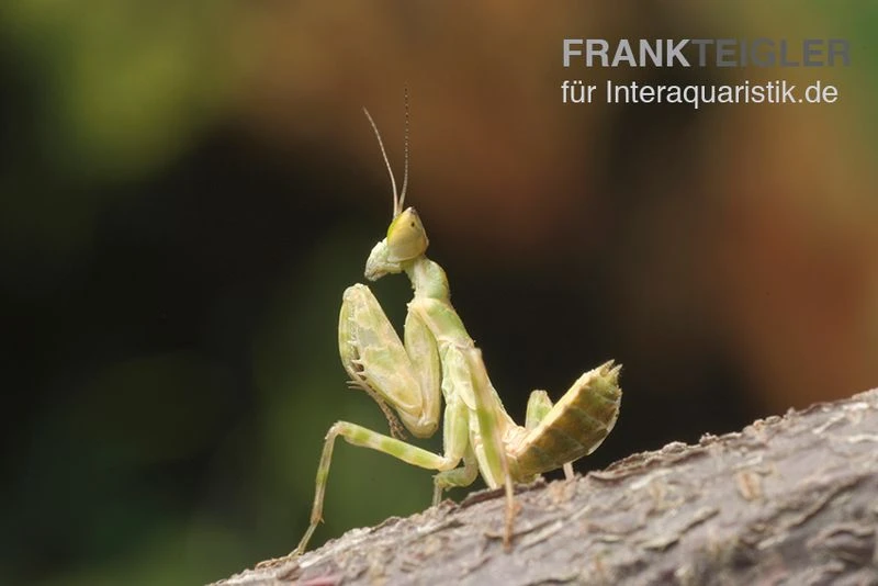 Asiatische Blütenmantis, Creobroter gemmatus Asiatische Blütenmantis, Creobroter Gemmatus -Zoofachgeschäft Asiatische Bluetenmantis Creobroter gemmatus 2