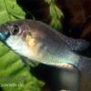 Burtons Maulbrüter, Astatotilapia Burtoni, DNZ -Zoofachgeschäft Astatotilapia burtoni burtons maulbrueter